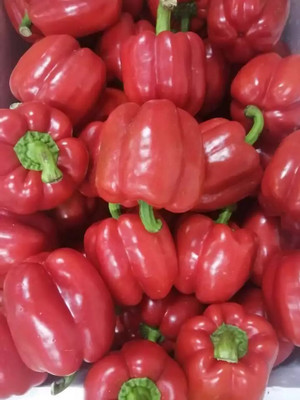 VASUDHA Sweet bell pepper/Capsicum Seed(250 per packet)