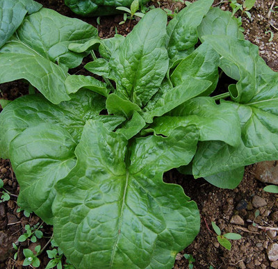 VibeX HUA-82 - Giant Winter Spinach Non-GMO - (750 Seeds) Seed(750 per packet)