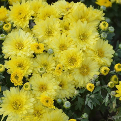 CYBEXIS GUA-49 - Yellow Floral Plants Carpet Chrysanthemum - (30 Seeds) Seed(30 per packet)