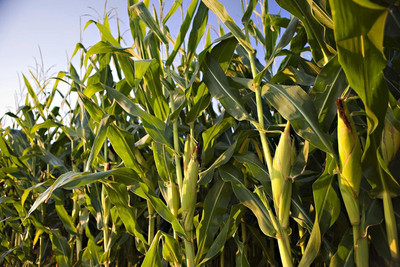 Qualtivate HYB-9A Corn(Maize) Seeds Seed(400 per packet)