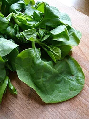 Qualtivate LX-213 Malabar Spinach Seeds Seed(500 per packet)