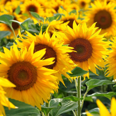 KNESSiN Flower Seed(200 per packet)