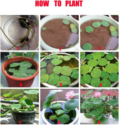 CYBEXIS PAU-11 - Viable Aquatic Water Lily/Lotus - (270 Seeds) Seed(270 per packet)