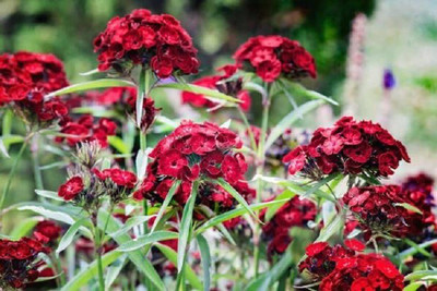 CYBEXIS SWEET WILLIAM BLACK PRINCE FLOWER SEEDS400 Seeds Seed(400 per packet)