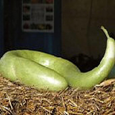 Qualtivate RES-4A Snake Gourds Seeds Seed(25 per packet)