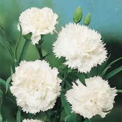 CYBEXIS Carnation Seeds Grenadin Snow White Seeds Nursery Seeds Seed(1 g)
