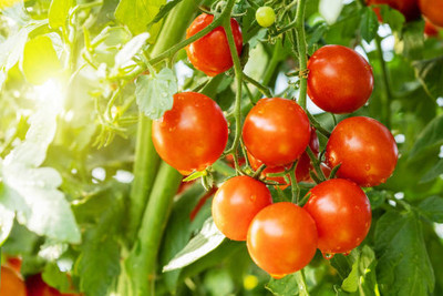 glowgreen tomato Seed(155 per packet)