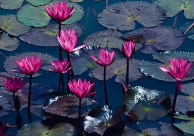 Shital lotus,kamal gatta Seed(11 per packet)