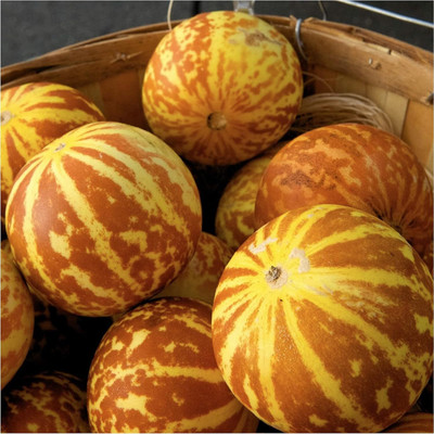 Qualtivate PUAS-9A Tigger Musk Melon Seed(200 per packet)