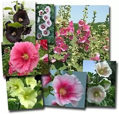 Aro Holly hock Seed(44 per packet)