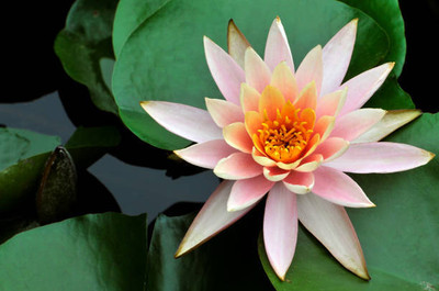SOWCAN lotus,kamal gatta Seed(11 per packet)