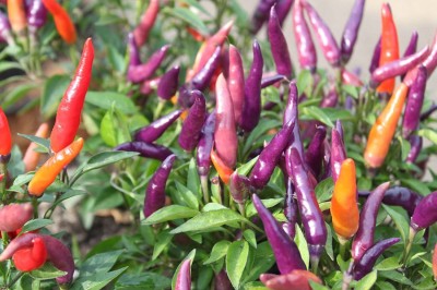 TRICONE Ornamental Vegetables Seeds Chilli Non Gmo Hybrid Mirch 400 Seeds V12 Seed(400 per packet)