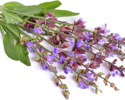 CYBEXIS ATS-84 - Mauve Sage Herb - (450 Seeds) Seed(450 per packet)