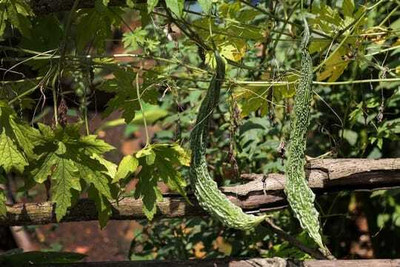 Oliver F1 BEST QUALITY BITTER GOURD SEEDS Seed(16 per packet)