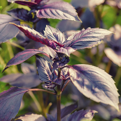 WILLVINE VXI-4 Basil Dark Opal Seed(2000 per packet)