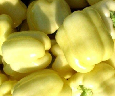 CYBEXIS Pepper - Seeds - White Bell Capsicum2400 Seeds Seed(2400 per packet)