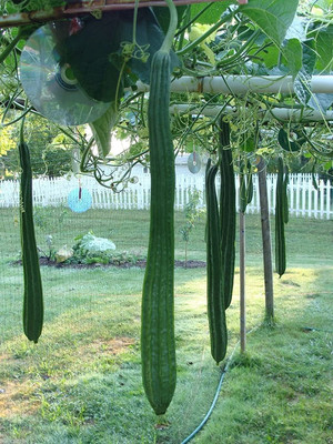 CYBEXIS LX-81 - Ridge Gourd | Chinese Okra | Turia Non-GMO - (100 Seeds) Seed(100 per packet)