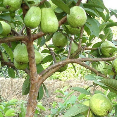 SeedHaven Fresh Guava Fruit Hybrid Quality Seed(100 per packet)