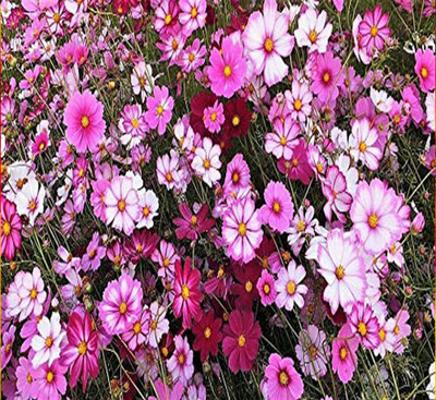 Epazo Double Click Cranberries' Seeds. Cosmos Cranberries Seed(20 per packet)