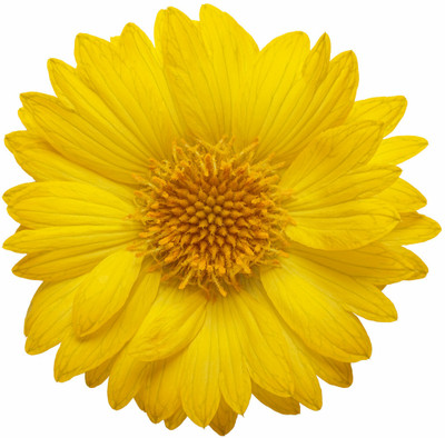 WATIKA Heat it Up Yellow Blanket Flower Seed(10 per packet)