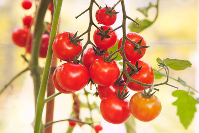 Forestree tomato Seed(70 per packet)