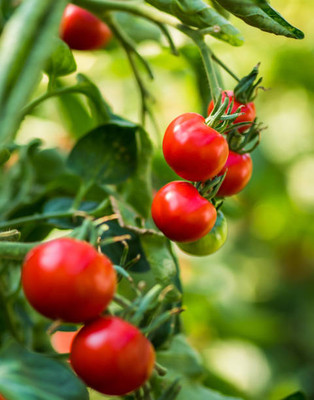Infintegreen tomato Seed(25 per packet)