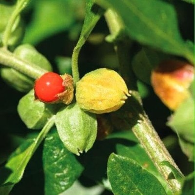 Aywal Ashwagandha Seed(120 per packet)