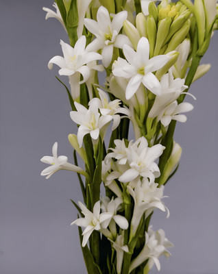 SeedsVally Tuberose/Rajnigandha Seeds Seed (5 per packet) Seed(5 per packet)