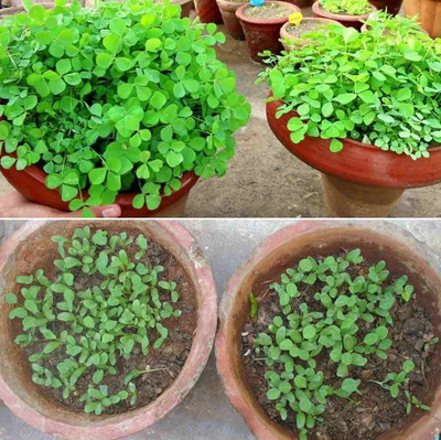 Aywal Methi/Fenugreek Seed(250 per packet)
