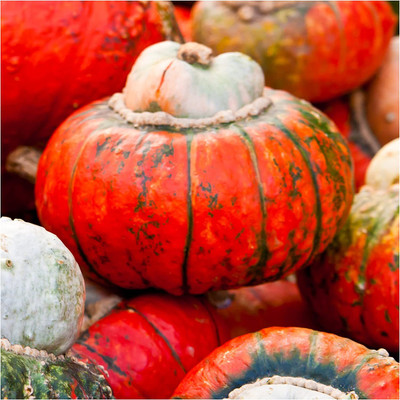 WILLVINE Hybrid Turks Turban Winter Squash (Cucurbita Maxima)-1250 Seeds Seed(1250 per packet)