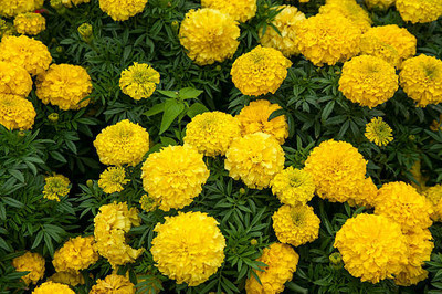 WHYGI marigold/gende ka phool flower seeds Seed(75 per packet)