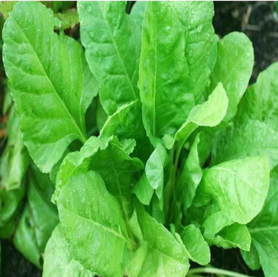 Oliver palak,spinach Seed(168 per packet)