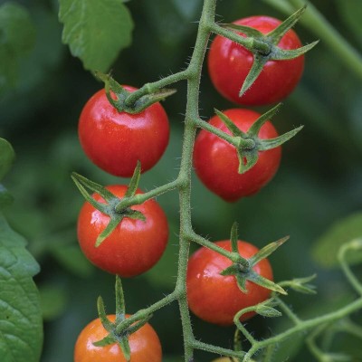 Qualtivate HUA-3A Cherry Baby' Hybrid |Red Tomato Seed(300 per packet)