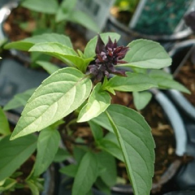 Qualtivate ATS-60 Anise Basil Seeds Seed(1000 per packet)