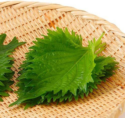 CYBEXIS KGF -3 - Green Shiso (Perilla) - (2250 Seeds) Seed(2250 per packet)
