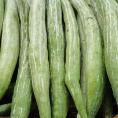 Quentova Snake Gourd – Trichosanthes Cucumerina-PAUS-6N Seed(40 per packet)