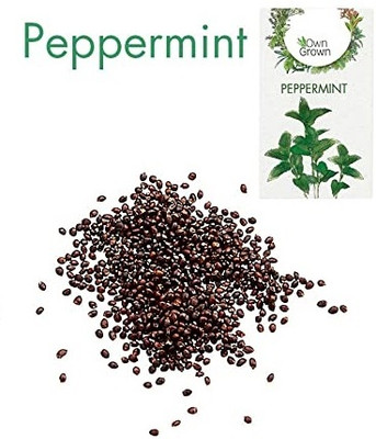 CYBEXIS Peppermint Hybrid Herb Seed2800 Seeds Seed(2800 per packet)