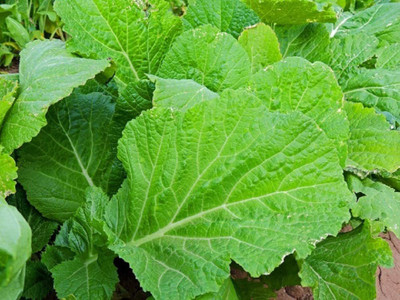 CYBEXIS LXI-5 - Florida Broadleaf Mustard Green - (2250 Seeds) Seed(2250 per packet)