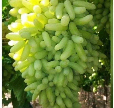 Oliver grape seeds Seed(25 per packet)