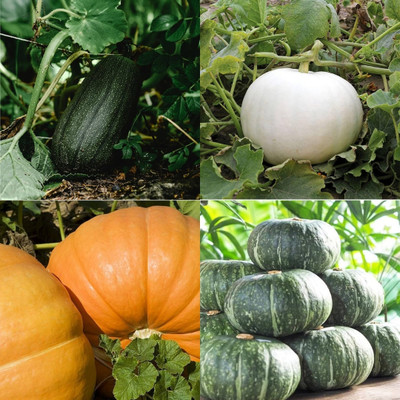 ibains Yellow pumpkin seeds for planting biij 40 Seed(40 per packet)