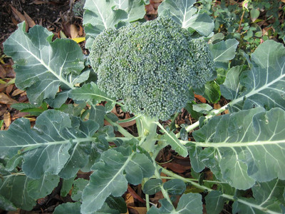 Qualtivate RES-2A of Broccoli Green Calabrese Seed(300 per packet)
