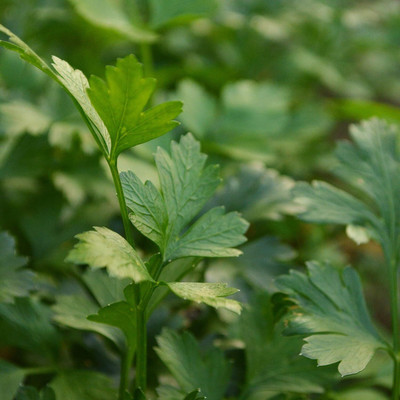 Qualtivate KXL-9AT Italian Dark Green Flat Leaf Parsley Seed(200 per packet)
