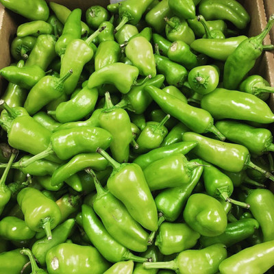 Farmonix Bullet Chilly/Green Chilly/Pickled chilli Seed(2500 per packet)