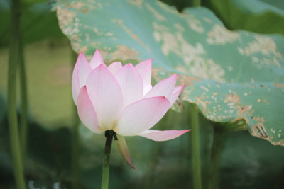 GREENELAND lotus,kamal seeds Seed(10 per packet)