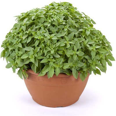 WILLVINE LX-22 Dwarf Greek Basil Seed(1000 per packet)
