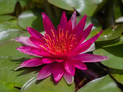 CRGO LOTUS , KAMAL Seed(40 per packet)