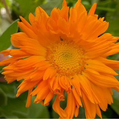 Lippy Organic Calendula Seed(100 per packet)