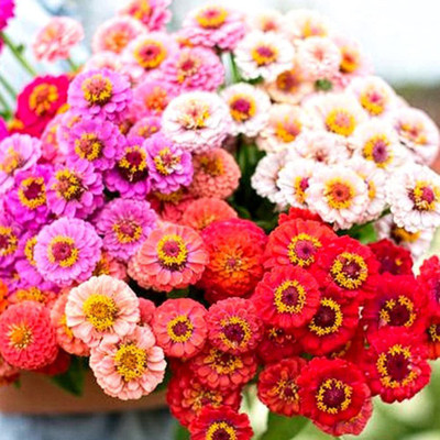 VibeX VXI-19 - Zinnia Lilliput Multicolor Summer flowers - (30 Seeds) Seed(30 per packet)