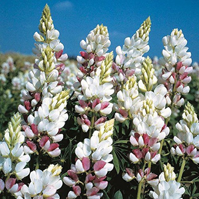 Aywal Lupin Russell Special Mixed Seed(80 per packet)