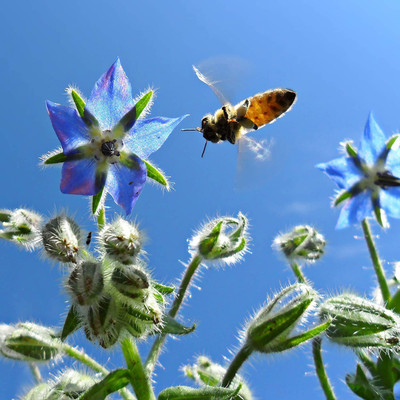 CYBEXIS LX-81 - Blue Star Borage - (1350 Seeds) Seed(1350 per packet)